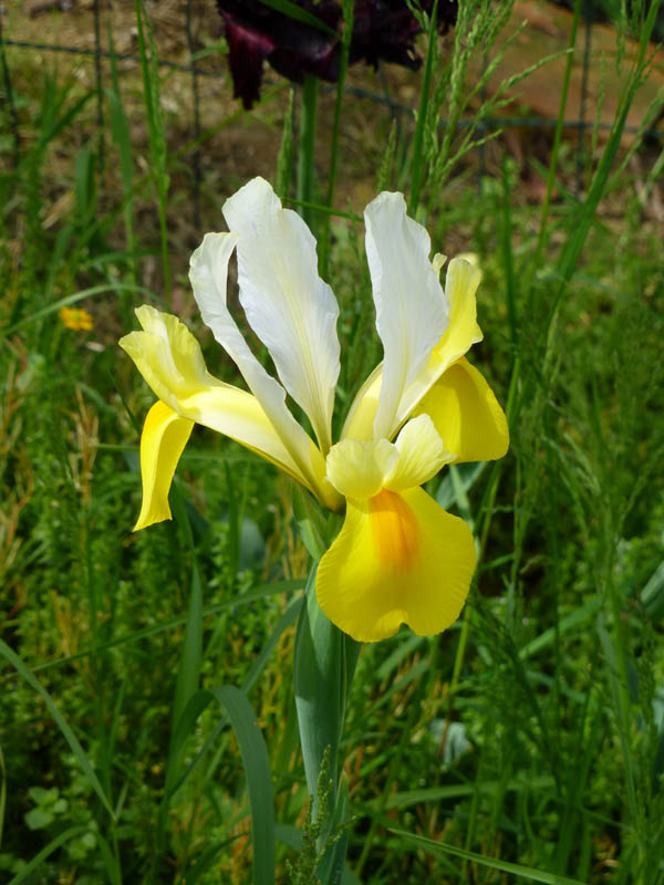 Iris hollandica hort.2